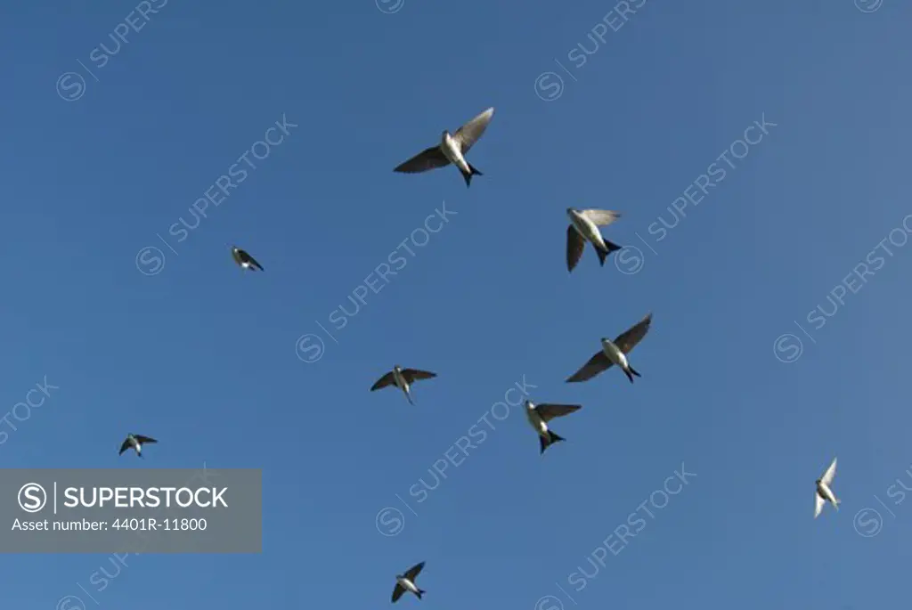 Scandinavia, Sweden, Oland, Swallow birds flying in sky
