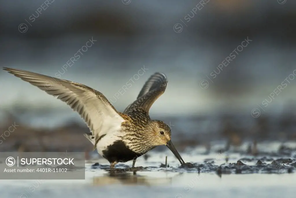 Scandinavia, Sweden, Oland, Dunlin bird standing in water, close-up