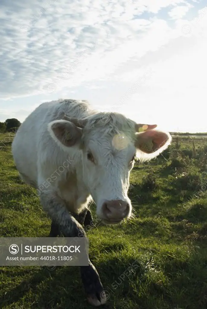 Scandinavia, Sweden, Oland, Cow standing in field, close-up
