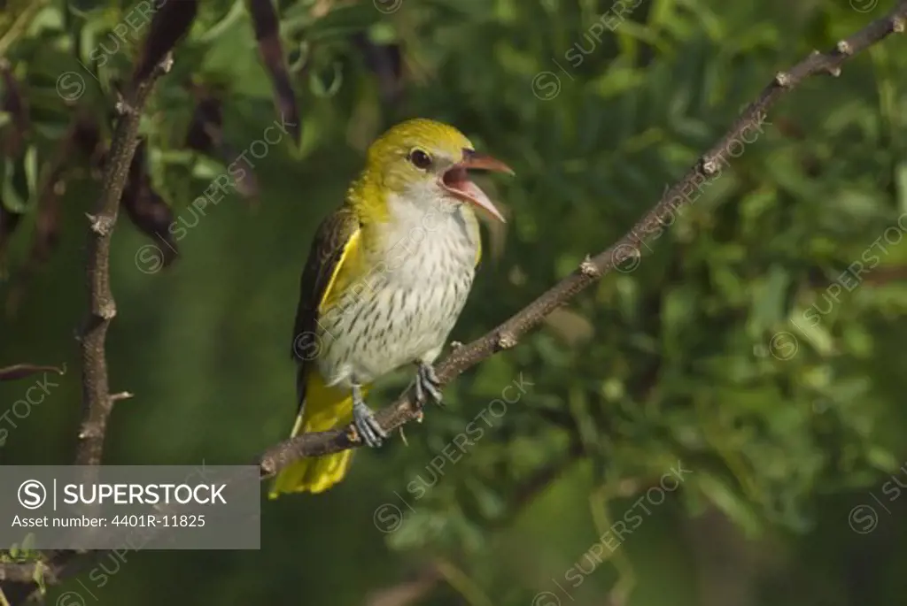 Europe, Hungary, Golden oriole bird singing on branch, close-up
