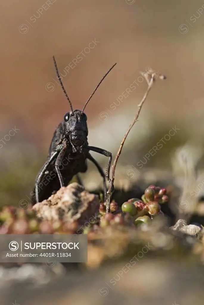 Scandinavia, Sweden, Oland, View of grasshopper, close-up
