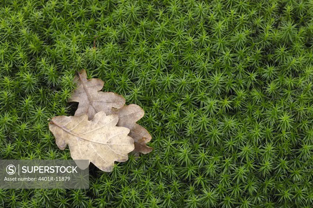 Oak leaves on moss