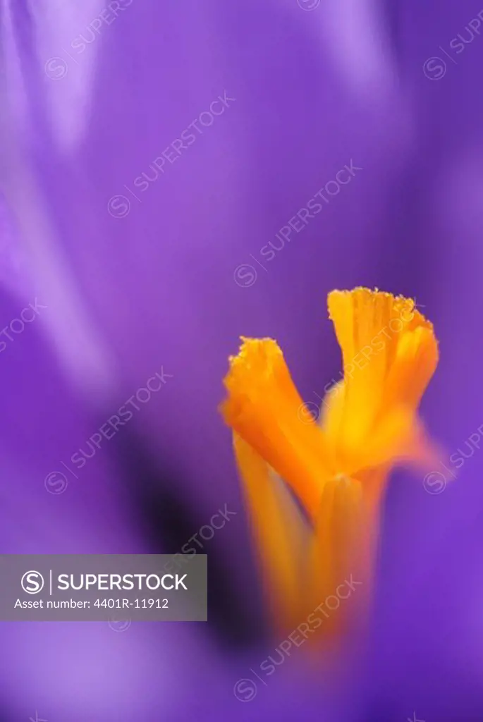 Scandinavia, Sweden, Gothenburg, View of purple flower, close-up