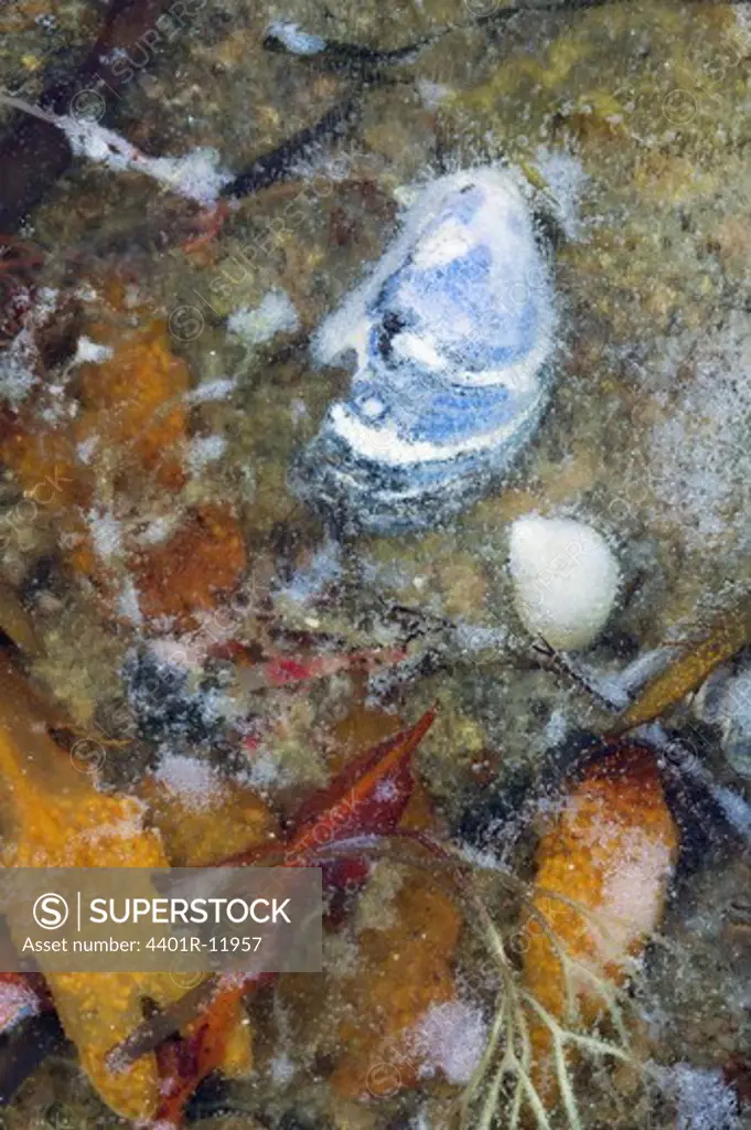 Seaweed and shells under the ice