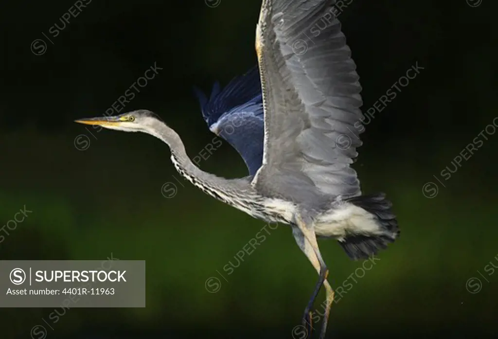 Grey heron perching with spread wings