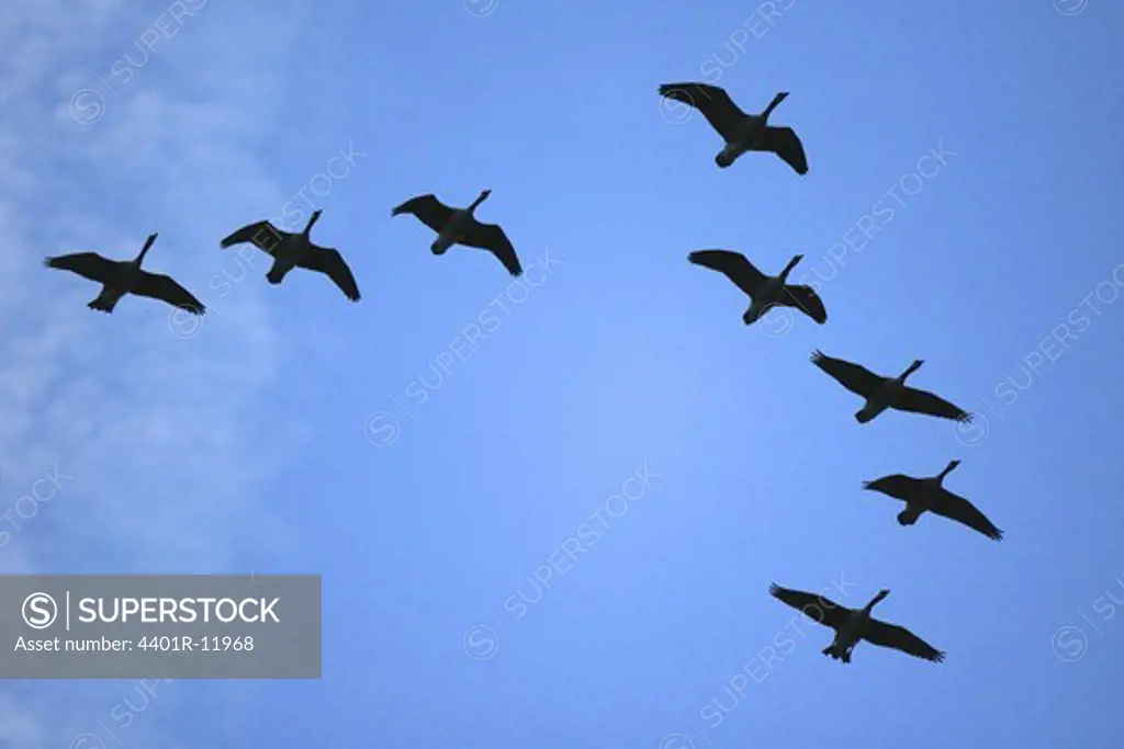 Goose flying in flock