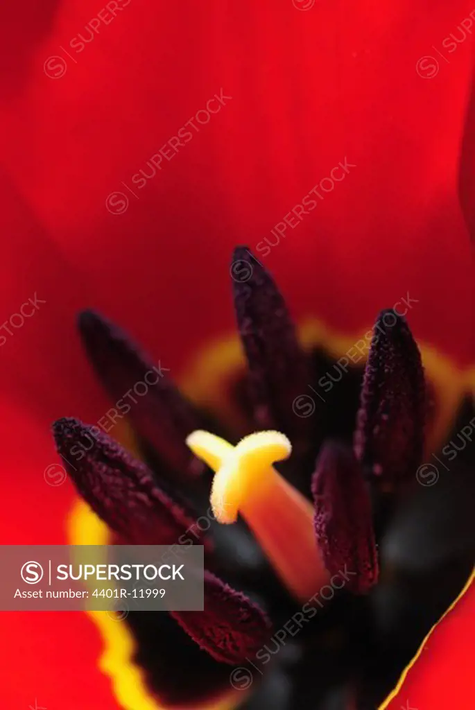 Scandinavia, Sweden, Vstergtland, Mlndal, Detail of tulip flower (differential focus)