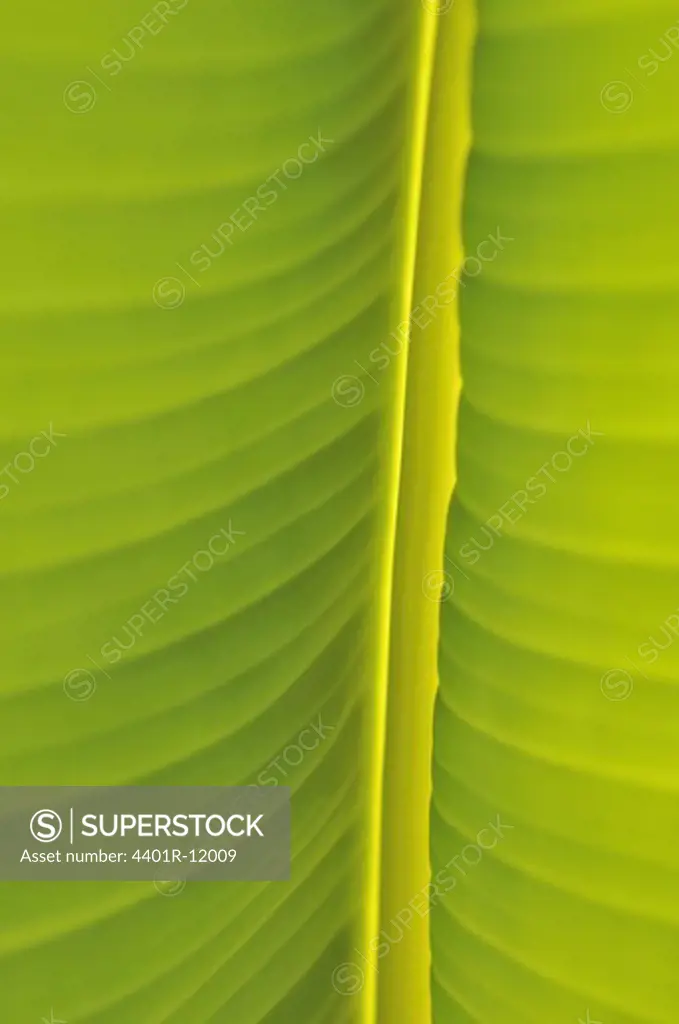 Portugal, Madeira, Detail of banana leaf, close-up (full frame)
