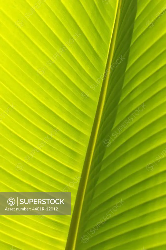 Madeira, Detail of banana leaf, close-up (full frame)