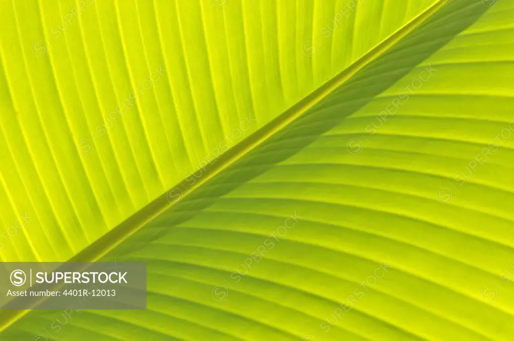 Madeira, Detail of banana leaf, close-up (full frame)