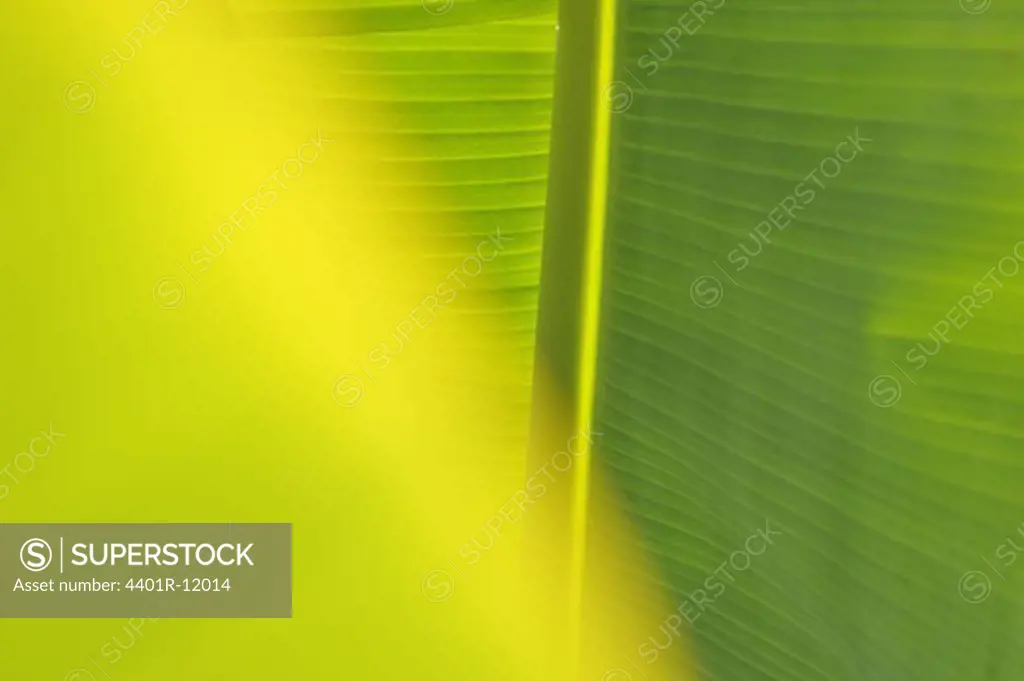 Madeira, Detail of banana leaf