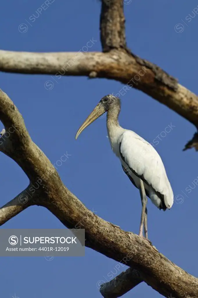 A ibis stork in a dead tree