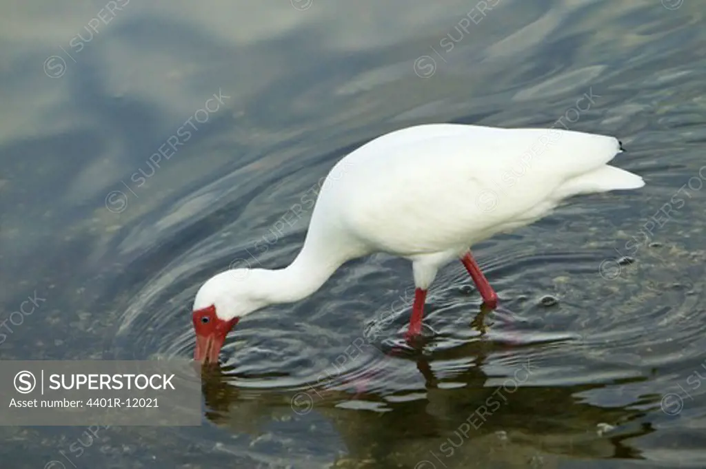 A ibis bird looking fore food in the water