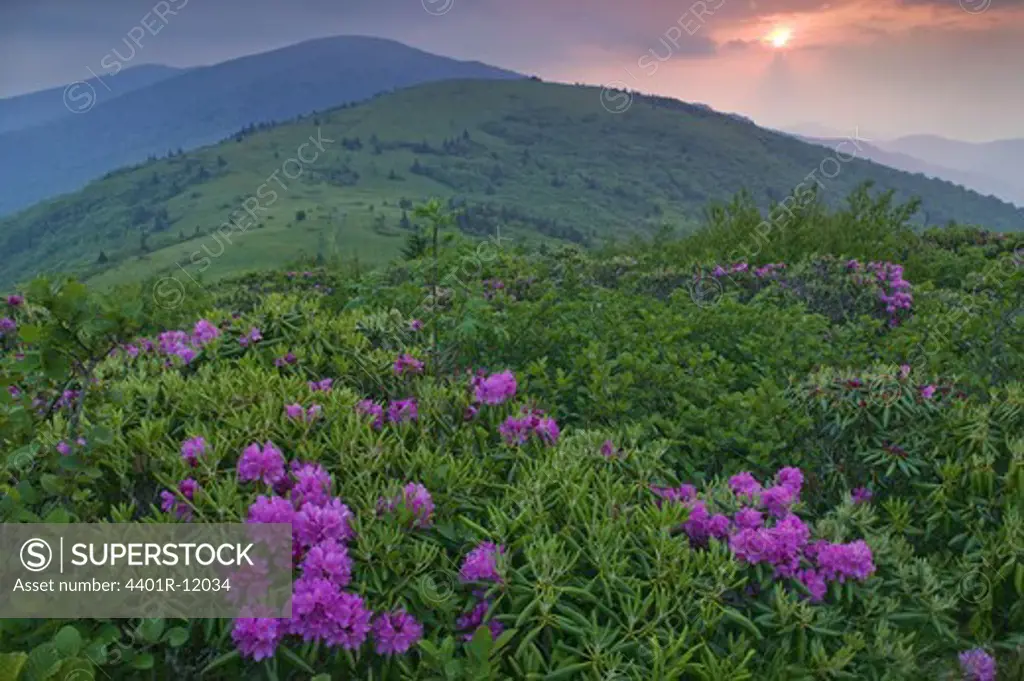 Rhododendron in a mountain scenery