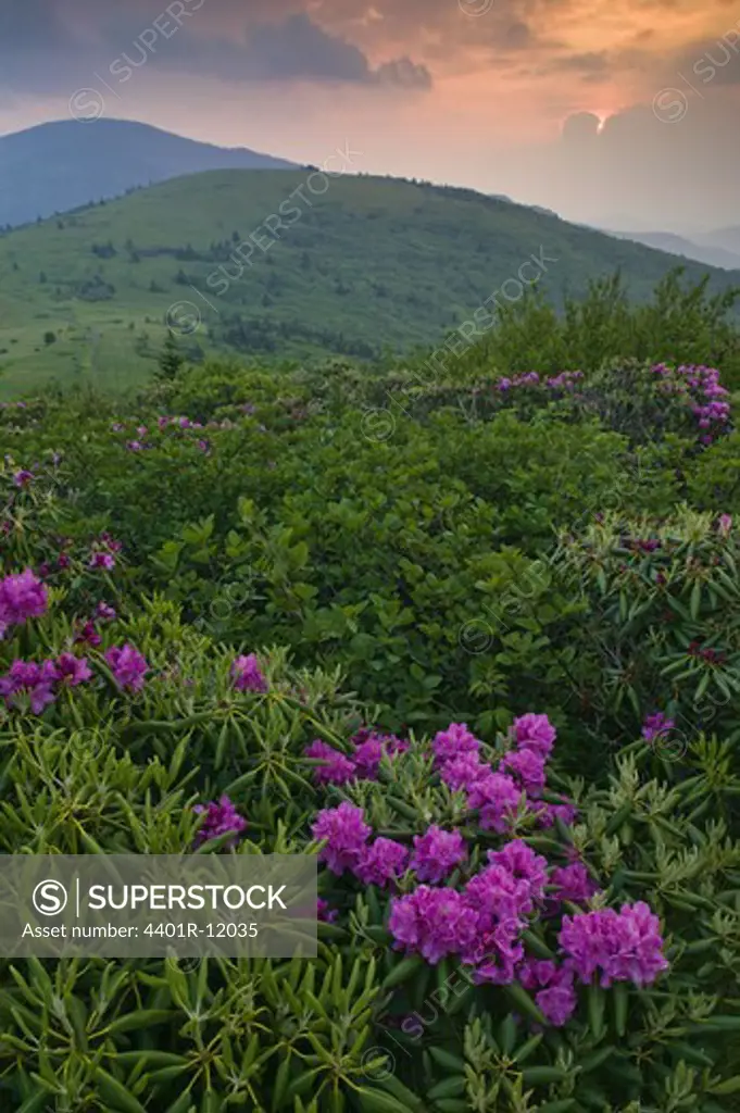 Rhododendron in a mountain scenery