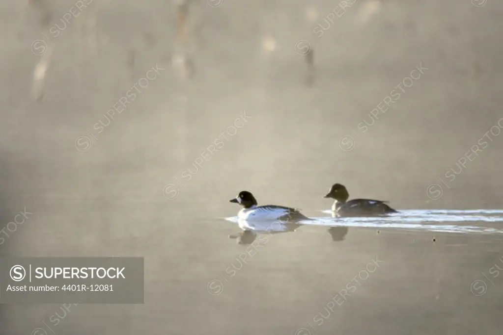 Scandinavia, Sweden, Uppland, Goldeneye duck floating on water