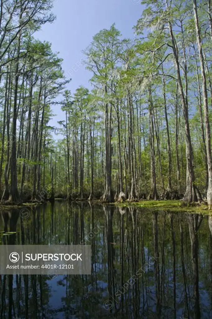 North America, USA, View of watercourse with bald cypress tress