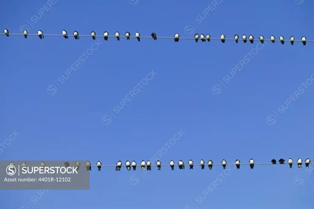 North America, USA, View of birds perching on power cable, low angle view
