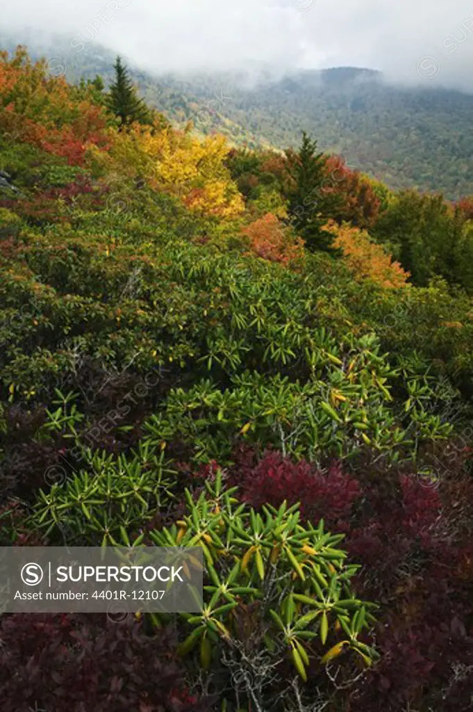 North America, USA, North Carolina, View of Rhododendron in autumn