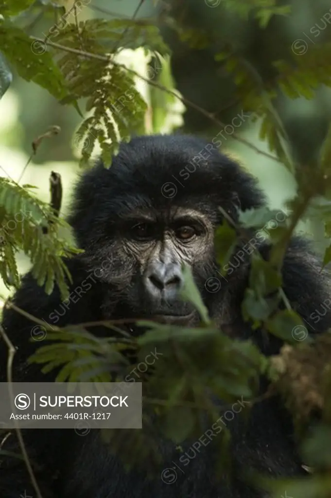 A gorilla, Uganda.