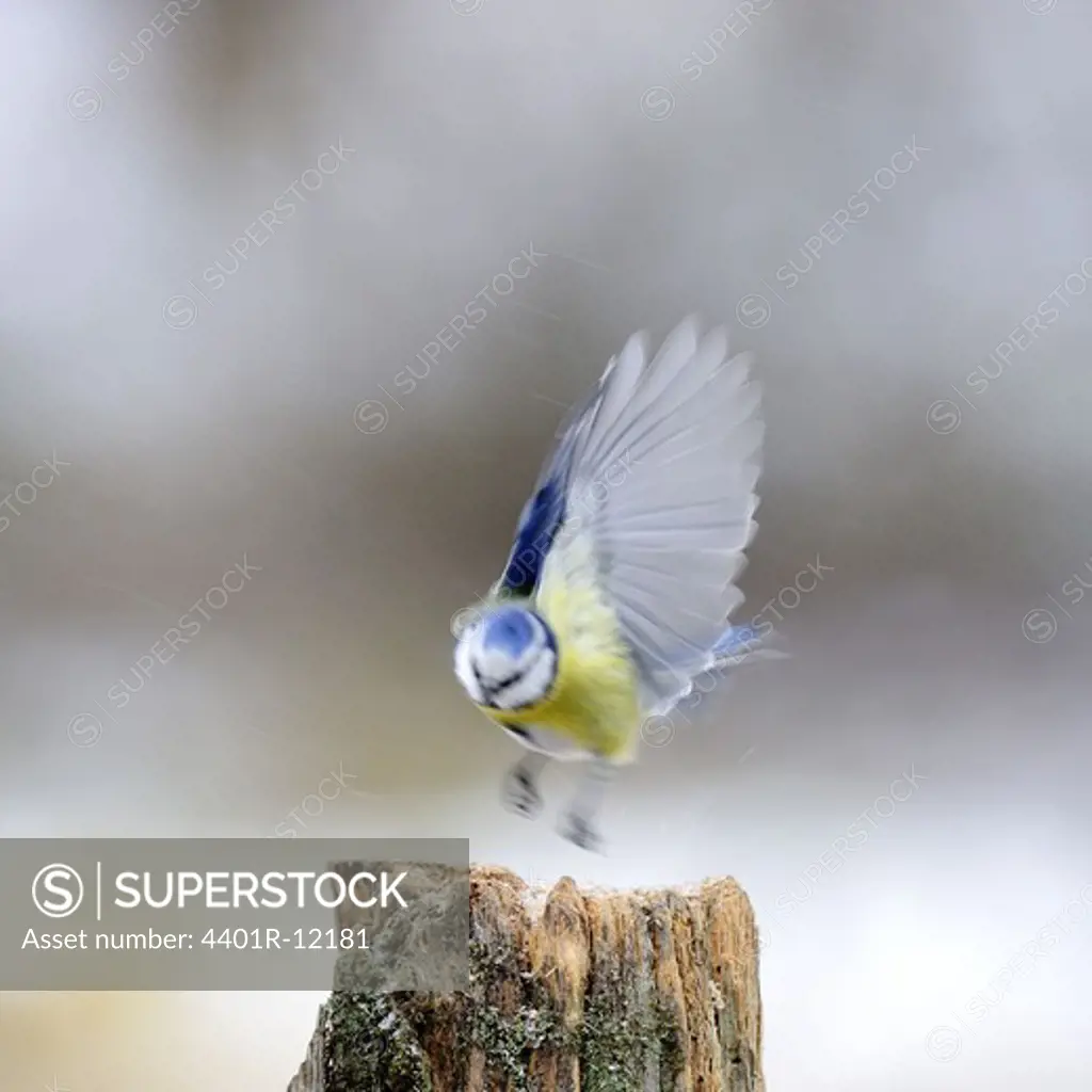Blue tit about to land on a stump, Sweden.