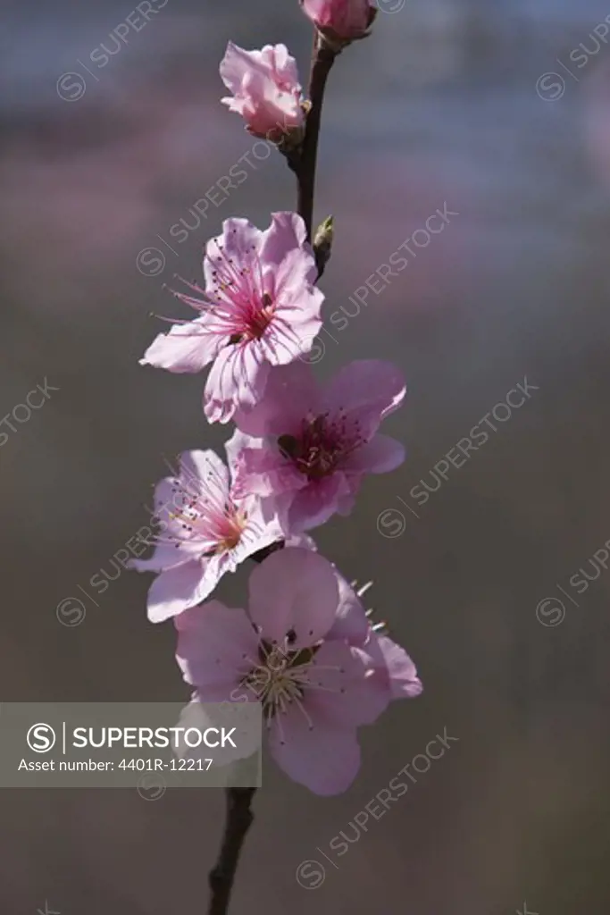 USA, North Carolina, View of blossom, close-up