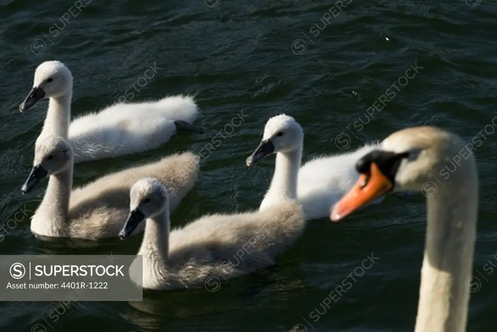 Swans swimming, Sweden.