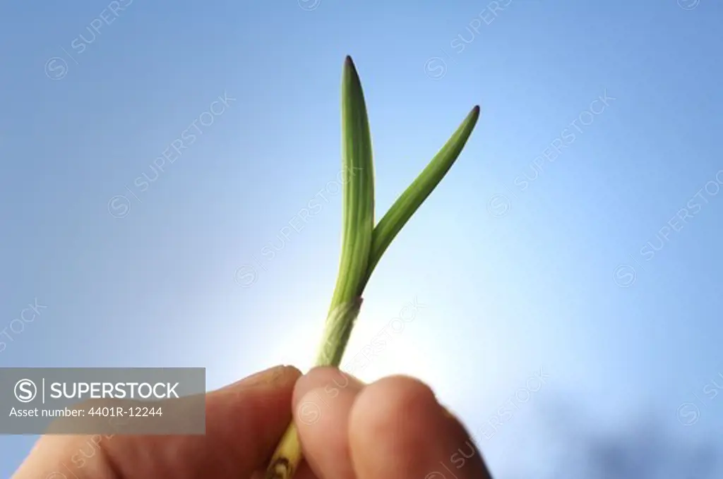Scandinavia, Sweden, Human hand holding seedling, close-up