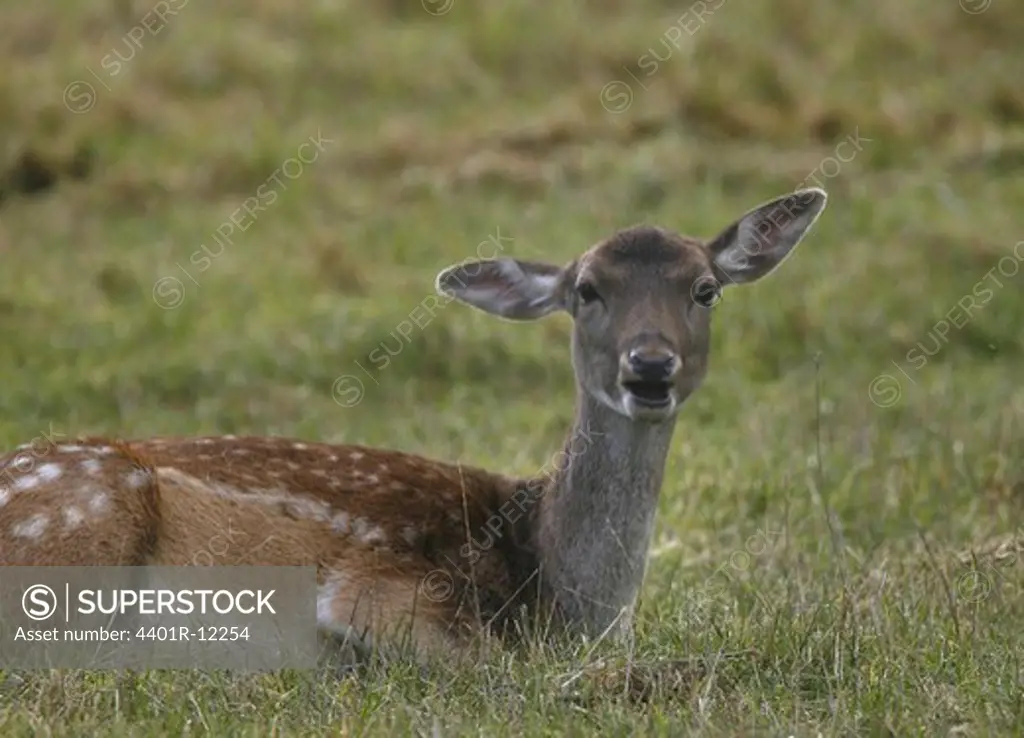 Female deer