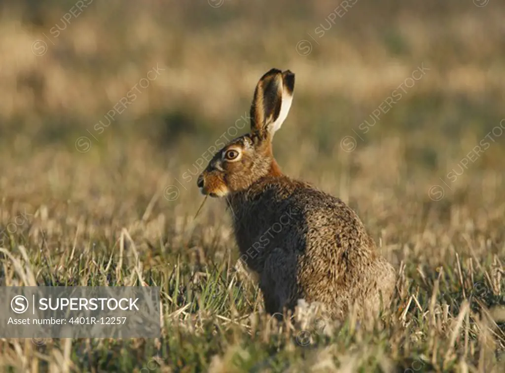 Hare on meadow
