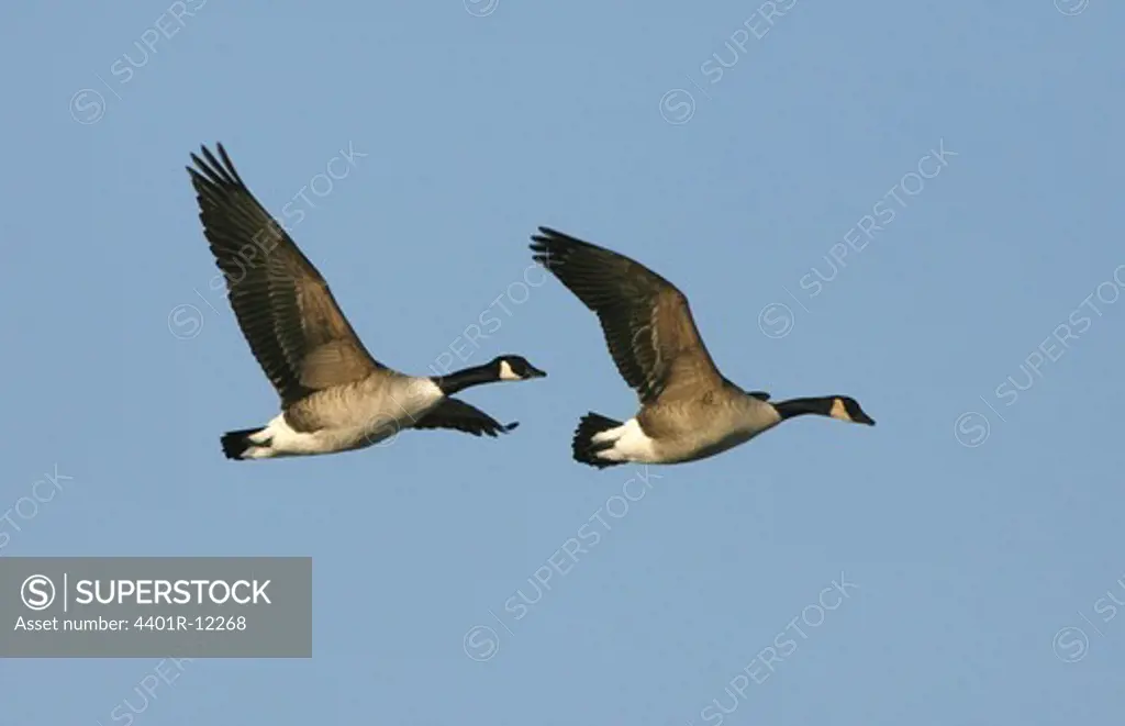 Flying Canada goose (Branta canadensis)