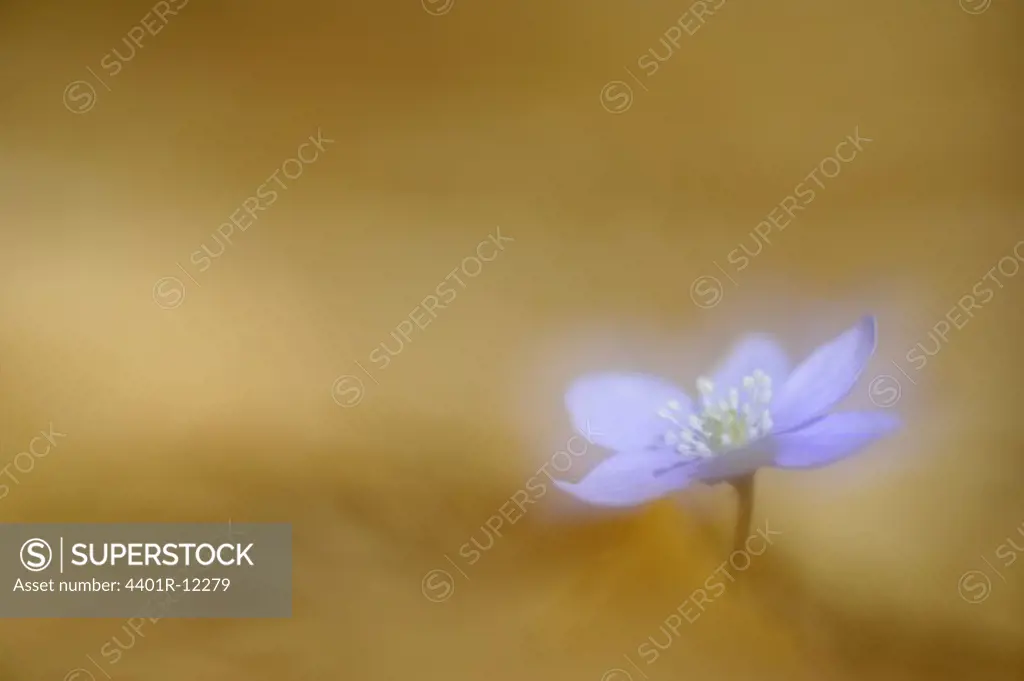 Scandinavia, Sweden, Halland, Liverwort flowers, close-up