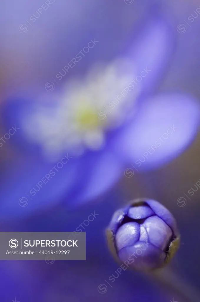 Scandinavia, Sweden, Oland, Blue anemone bud, close-up