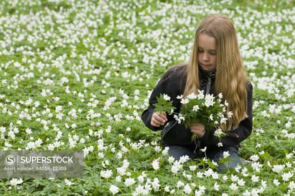 Scandinavia, Sweden, Smaland, Girl picking white anemones