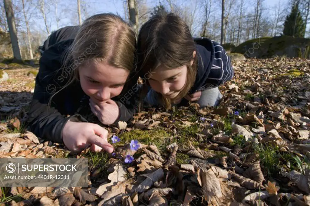 Scandinavia, Sweden, Smaland, Two girl (6-9) looking at blue anemones, close-up