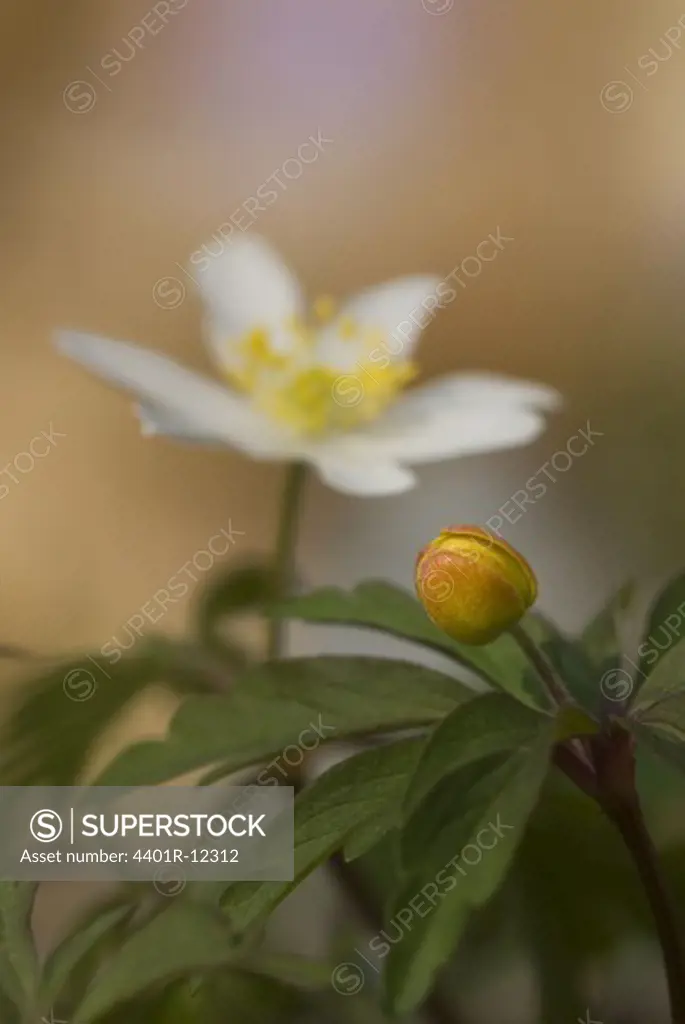 Scandinavia, Sweden, Oland, White anemone with bud in foreground, close-up