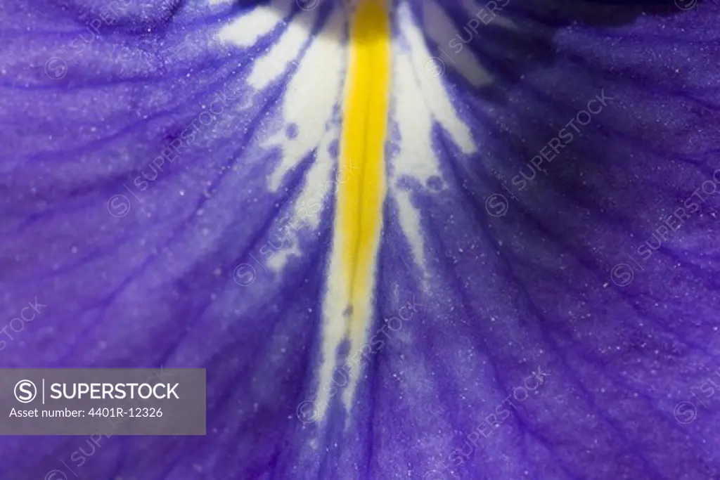 Iris, close up