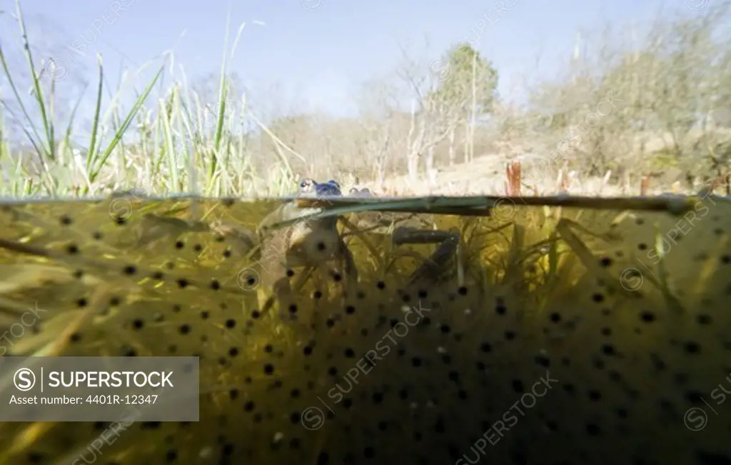Scandinavia, Sweden, Gothenburg, Common frog with frogspawn in lake