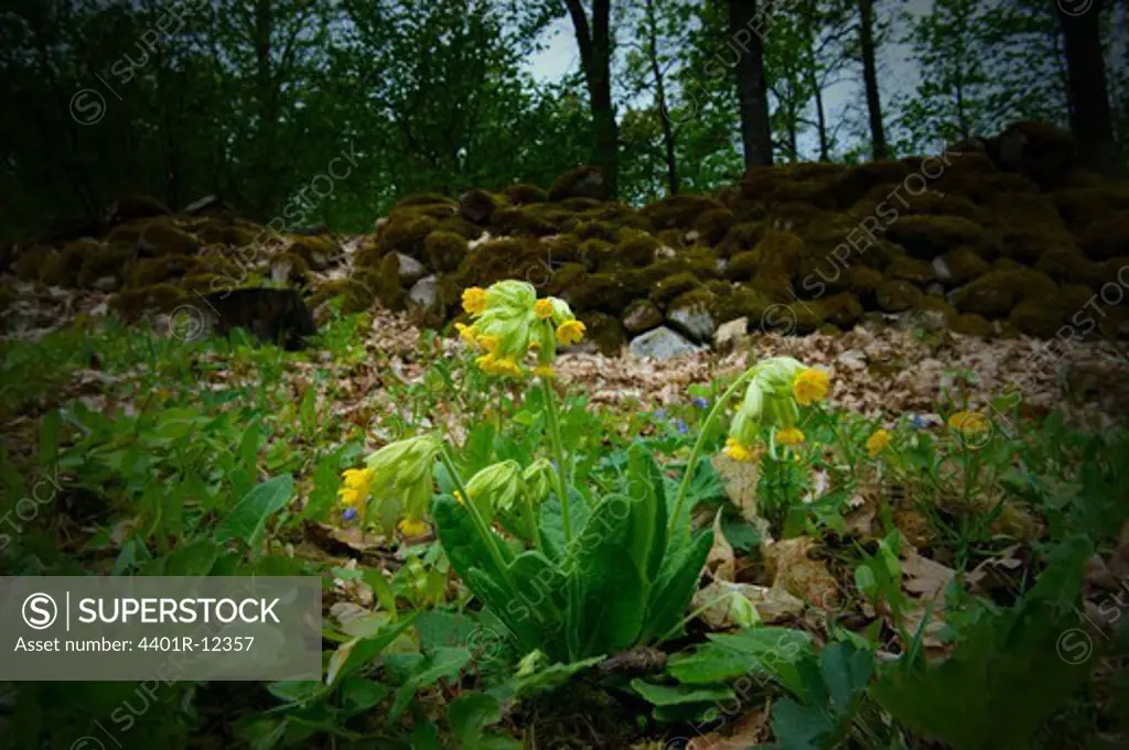 Cowslip growing in forest