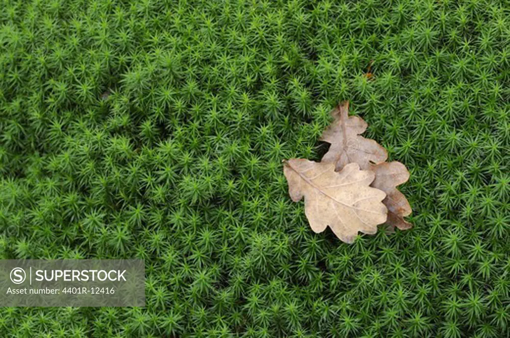 Scandinavia, Sweden, Gothenburg, Dry leaves on moss, close-up