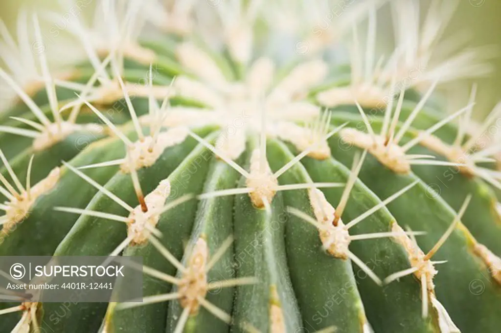 Scandinavia, Sweden, Uppland, View of cactus plant, close-up