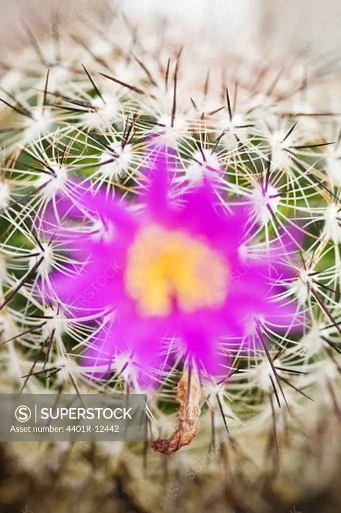 Scandinavia, Sweden, Uppland, View of cactus with flower, close-up