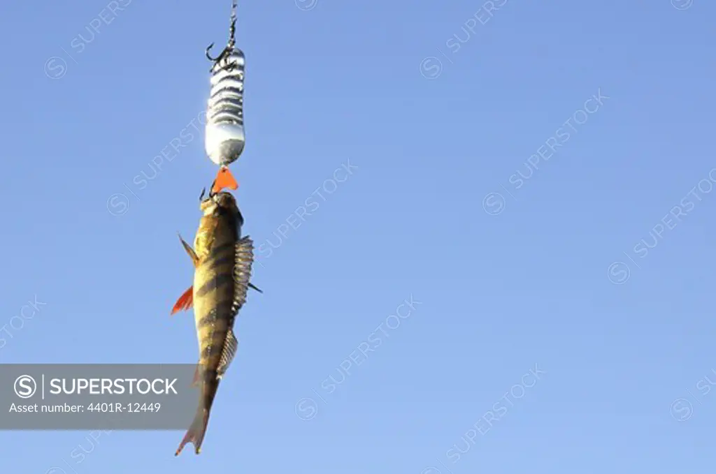 Close up of fish hanging on fishing hook against blue sky