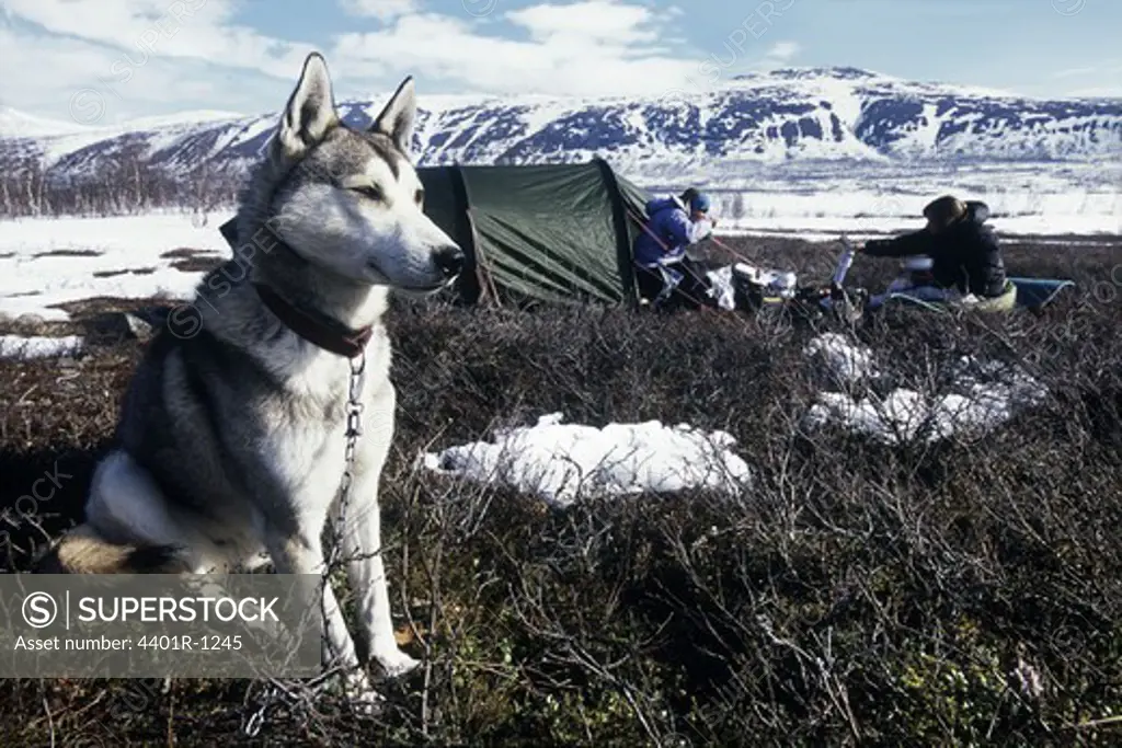 A dog sitting outside a tent in the north of Sweden.