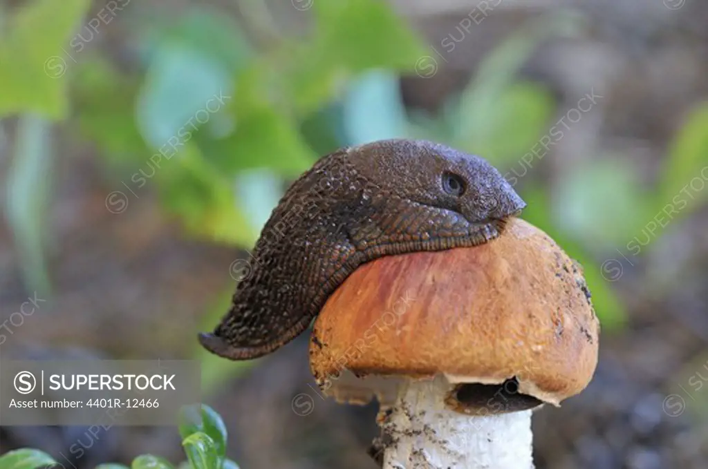 Close up of slug crawling on mushroom