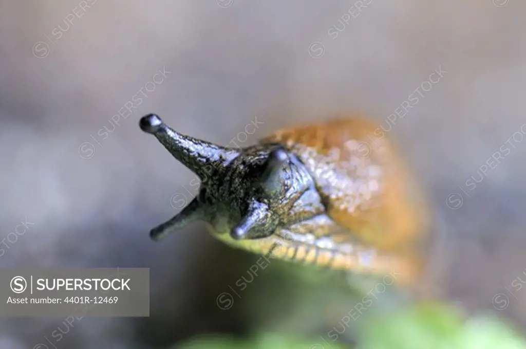 Extreme close up of snail
