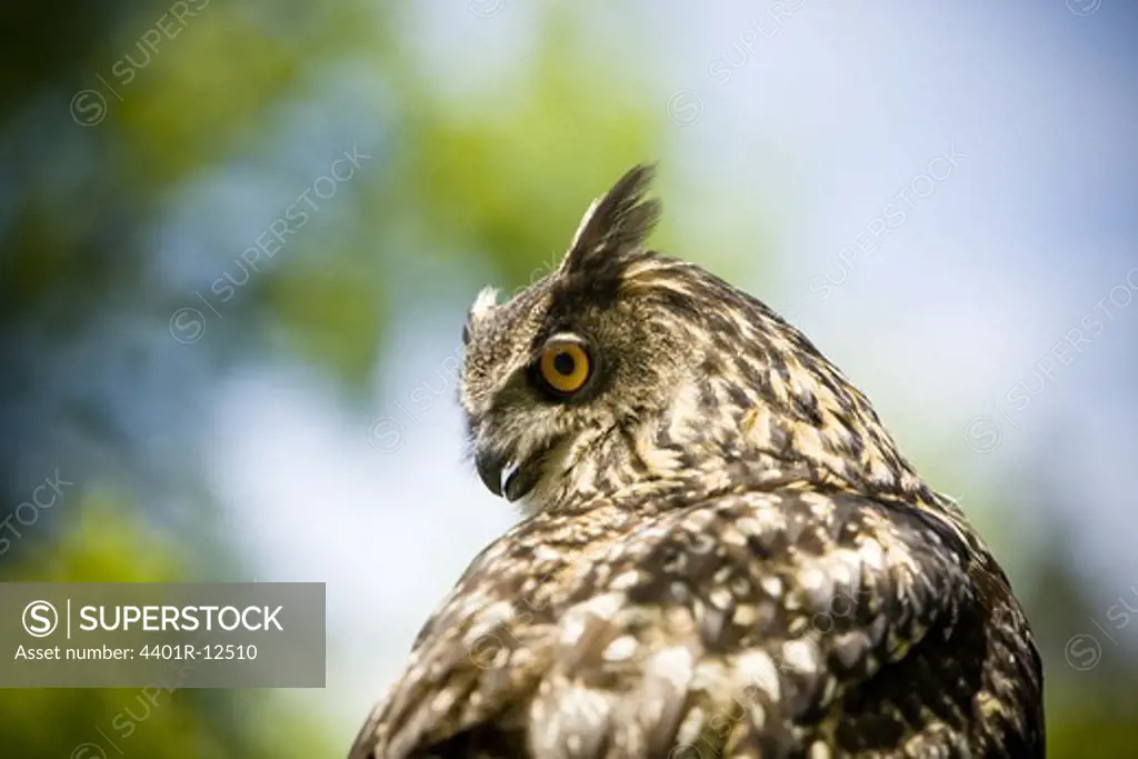Eagle owl, close-up