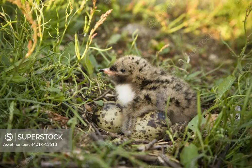 Young tern with eggs on grass