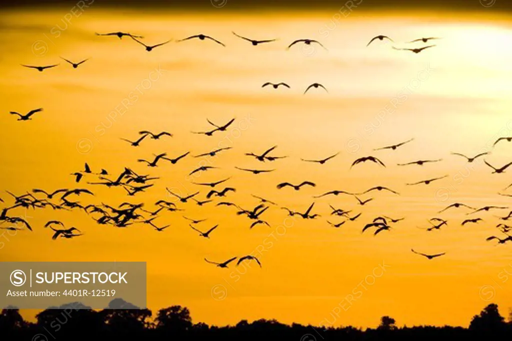 Flock of cranes flying at dusk