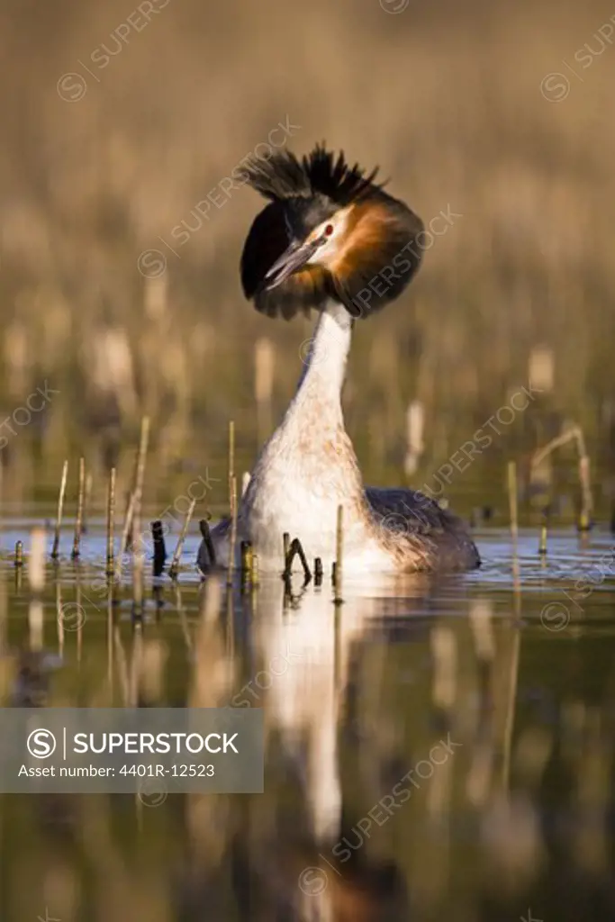 Great crested grebe in pond